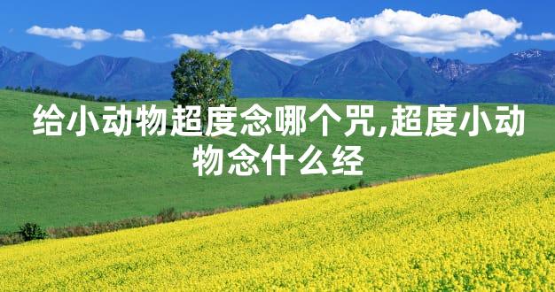 给小动物超度念哪个咒,超度小动物念什么经